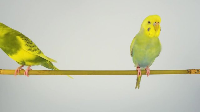 Two wavy parrots are sitting on a stick on a white background