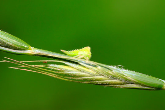green leafhopper