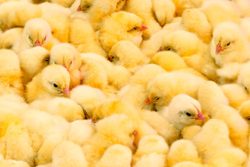 Yellow newborn chickens sold in the rural market. Little fluffy babies chicks