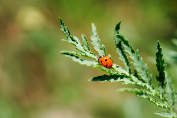 Fototapeta premium Siebenpunkt Marienkäfer auf einem Blatt