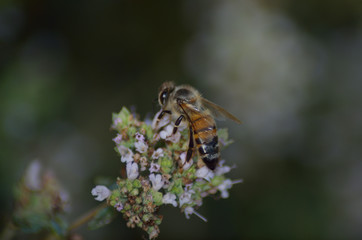 Bee on origan flowers