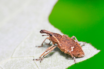 weevil on plant