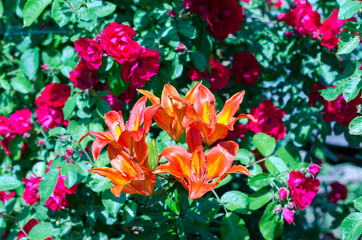 Fototapeta na wymiar orange flower on nature background.