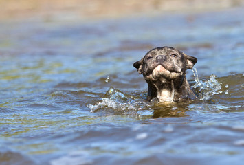 French bulldog swimming in the water like a seal