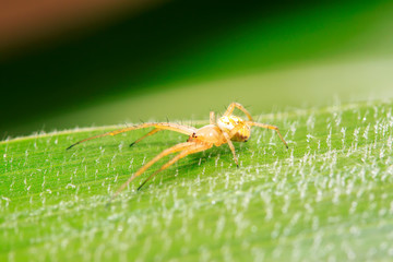 Yellow long legs spider on plant