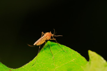 mosquitoes on plant