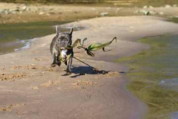 French bulldog in blue playing around on the beach waterline having fun