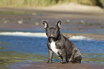 French bulldog sitting with close eyes relaxed on the beach waterline