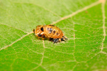 Harmonia axyridis pupa on plant