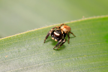 Holoplatys on plant
