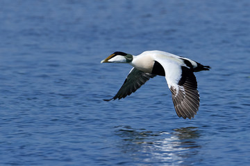 Common eider (Somateria mollissima) in its natural habitat in Denmark