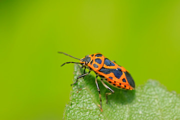 stinkbug on plant