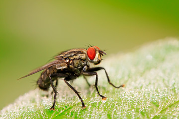 tachina fly on plant