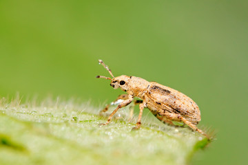 weevil on plant