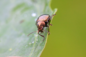 Fototapeta premium leaf beetle on plant