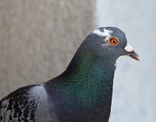 pigeon on a background