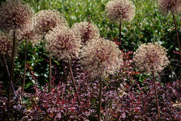 Obraz premium Giant Allium (Allium Giganteum) in park