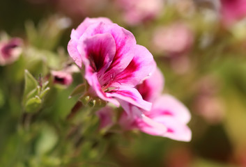 Fototapeta na wymiar Rose geranium flower