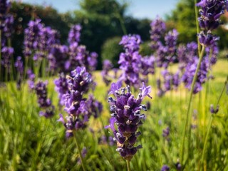 pied de lavande horizontal