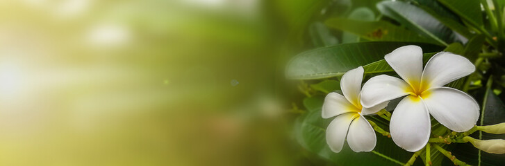 Fototapeta na wymiar Banners, Plumeria flowers are available for your message, for websites