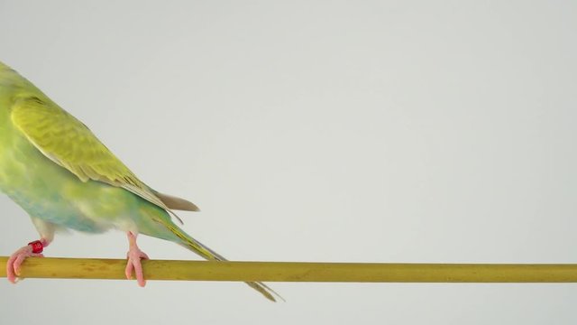 The wavy parrot sits on a stick on a white background