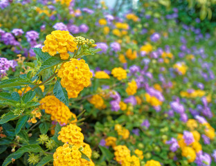 a feast of violet and yellow wild flowers, strong blur background