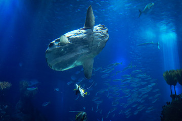 sunfish or common mola (Mola mola) swiming in the ocean with another fish