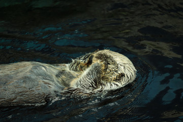 Wild Sea otter floating in the water