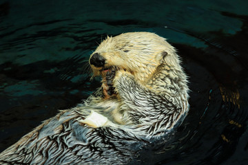Sea otter eating fish in the Alasca