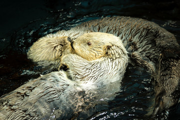 Couple of wild Sea otter in the Alasca