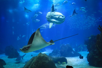 sunfish or common mola (Mola mola) swiming in the ocean