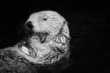 Sea otter eating fish in the Alasca