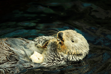 Sea otter eating fish in the Alasca