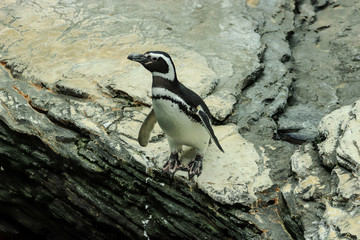 Magellanic Penguin in the coastline