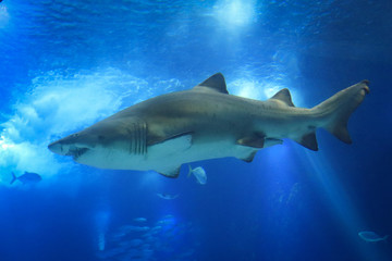 Obraz na płótnie Canvas Shark posing in the deep blue water