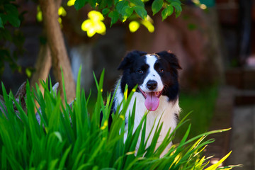 Dog breed Border Collie