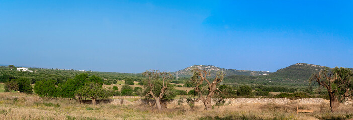 panoramic view. green field. pastures, lawn.  Montalbano. Puglia (Italy)