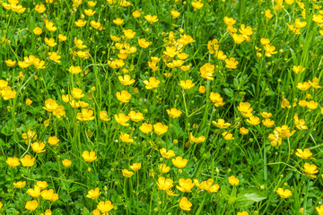 Fototapeta premium Yellow Wildflowers Background