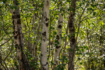 Green birch trees witn black and white trunk in summer forest. Grove. Landscape