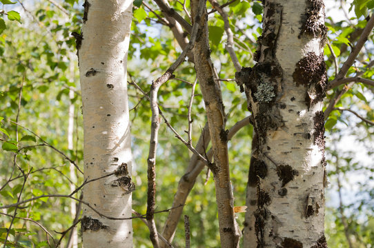 Green birch trees witn black and white trunk in summer forest. Grove. Landscape