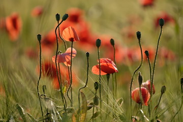 Obraz premium Mohnblumen