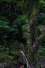 Obraz premium Landscape of Minoh