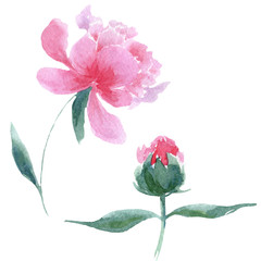 Peony floral botanical flowers. Watercolor background illustration set. Isolated peonies illustration element.
