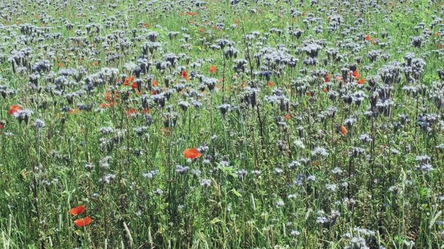 Fleurs sauvages dans une prairie au stade de floraison
