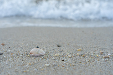 Sea shell on the sand