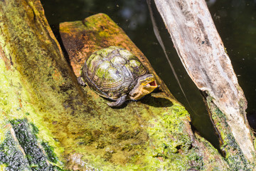Top view of a funny old turtle sitting on on a wooden platform next to the lake and funny opens its mouth. Concept of the most long-lived animals on the planet.