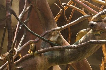 Cute little monkeys are sitting on the branches of a spreading tree and have a rest on a sunny warm summer day. Animal monkey life at the zoo concept.
