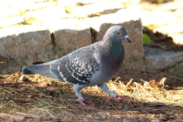 Bird in close-up