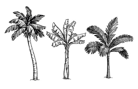 How to Draw a Palm Tree - EASY Step by Step Tutorial