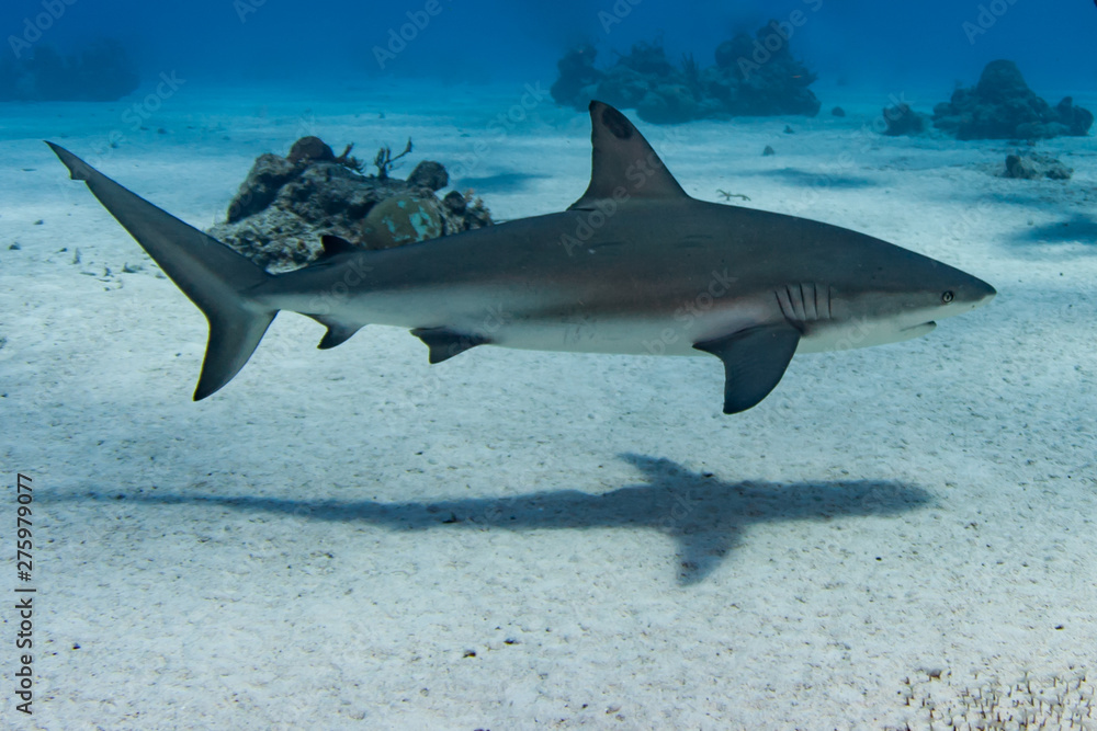 Wall mural Caribbean Reef Sharks on the prowl for a meal in the Turks and Caicos Islands.